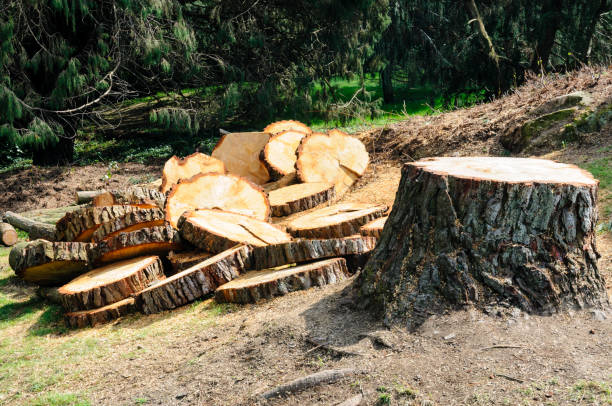 Professional Tree Removal Services in Wolf Creek, UT